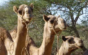 Die Dromedare der Tubu tragen keinen Nasenring und die Hengste werden nicht kastriert, Tschad