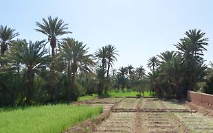 Getreidefelder in der Oase Tagonit im Grand Sud, Marokko